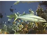 Tamure poisson